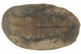 Fossil Fern (Pecopteris) Nodule Pos/Neg - Mazon Creek #184647-1